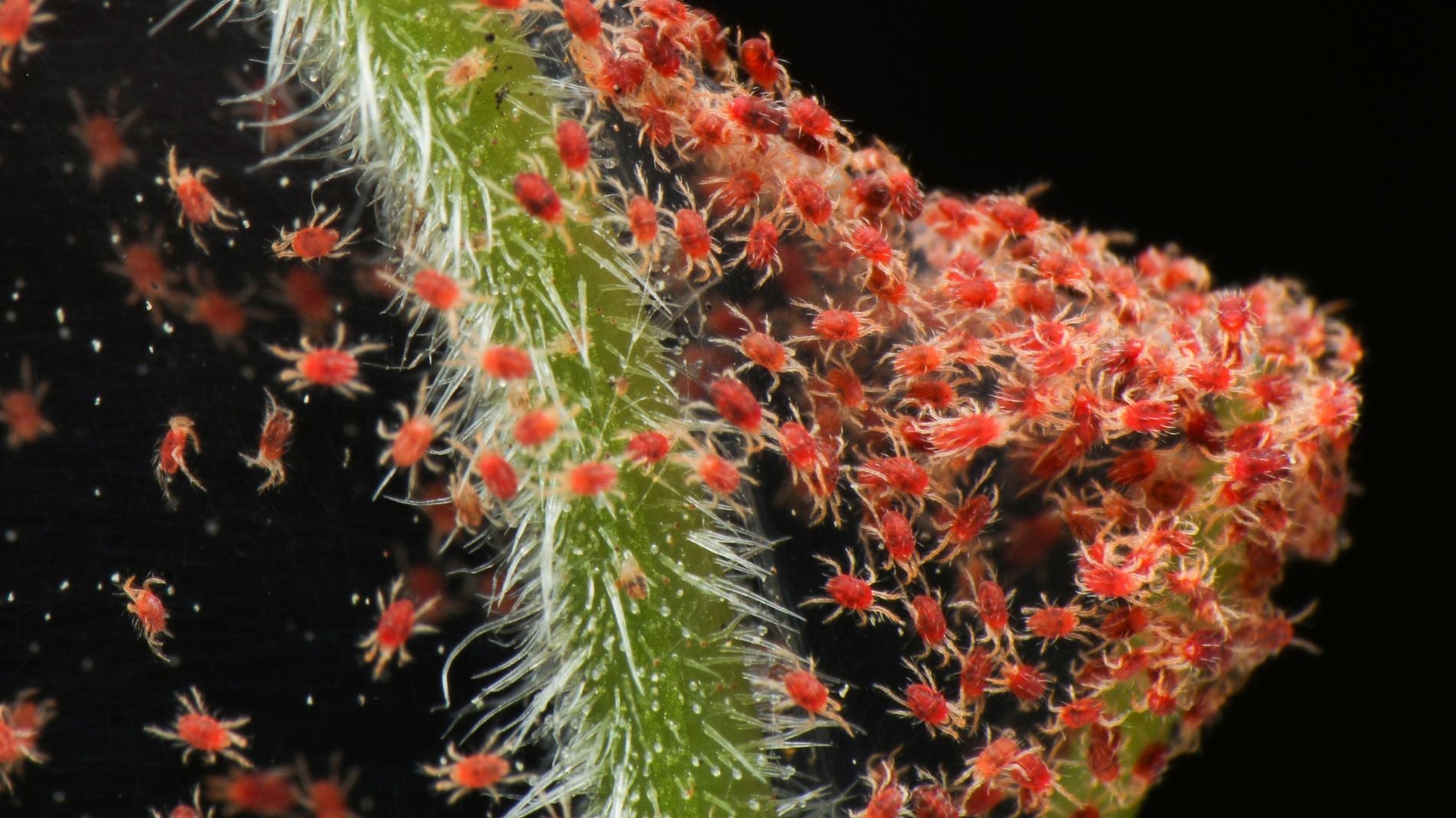 Garden Pests : How to prevent & treat Red Spider Mite