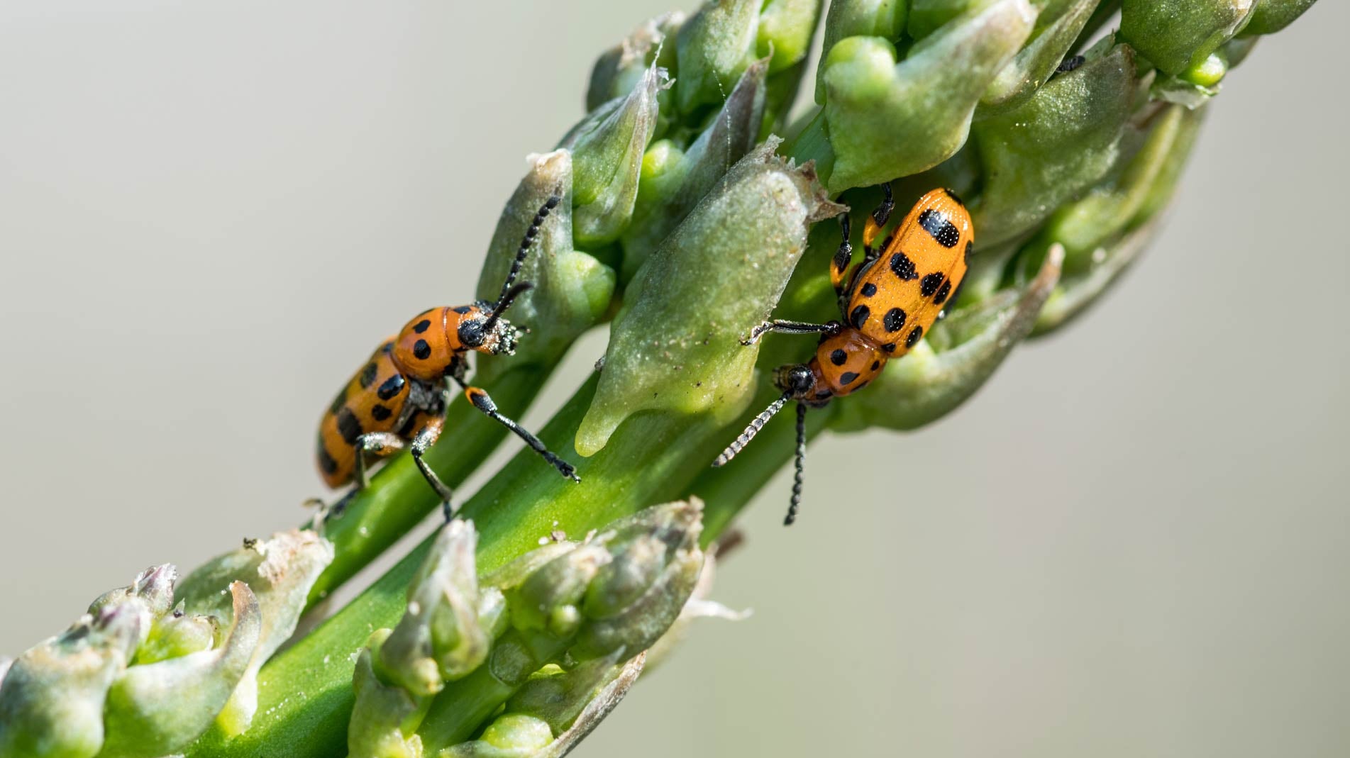 Haxnicks gardening advice pests how to deal with asparagus beetle