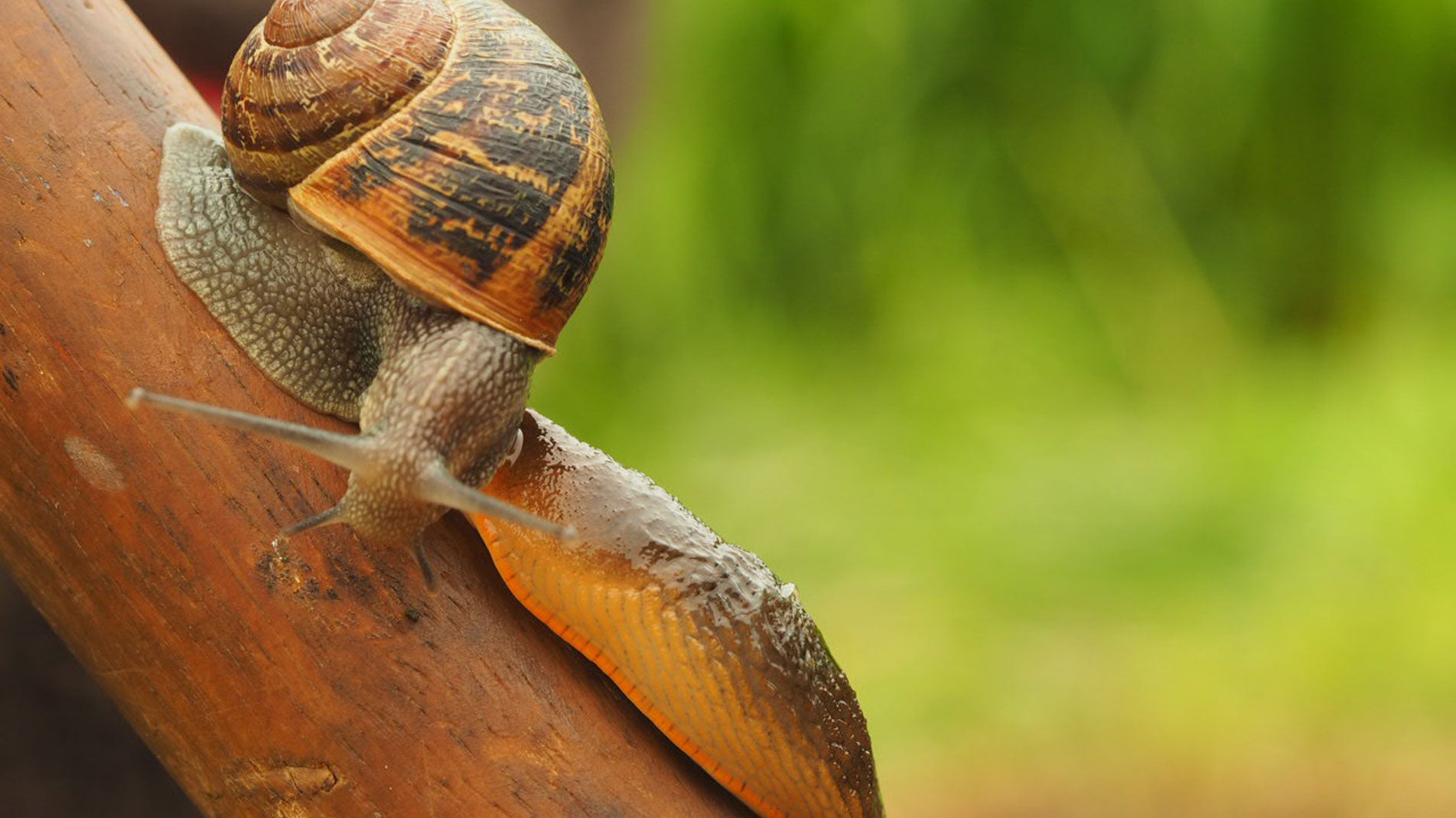 Haxnicks gardening tips how to stop slugs & snails eating plants best way to get rid of