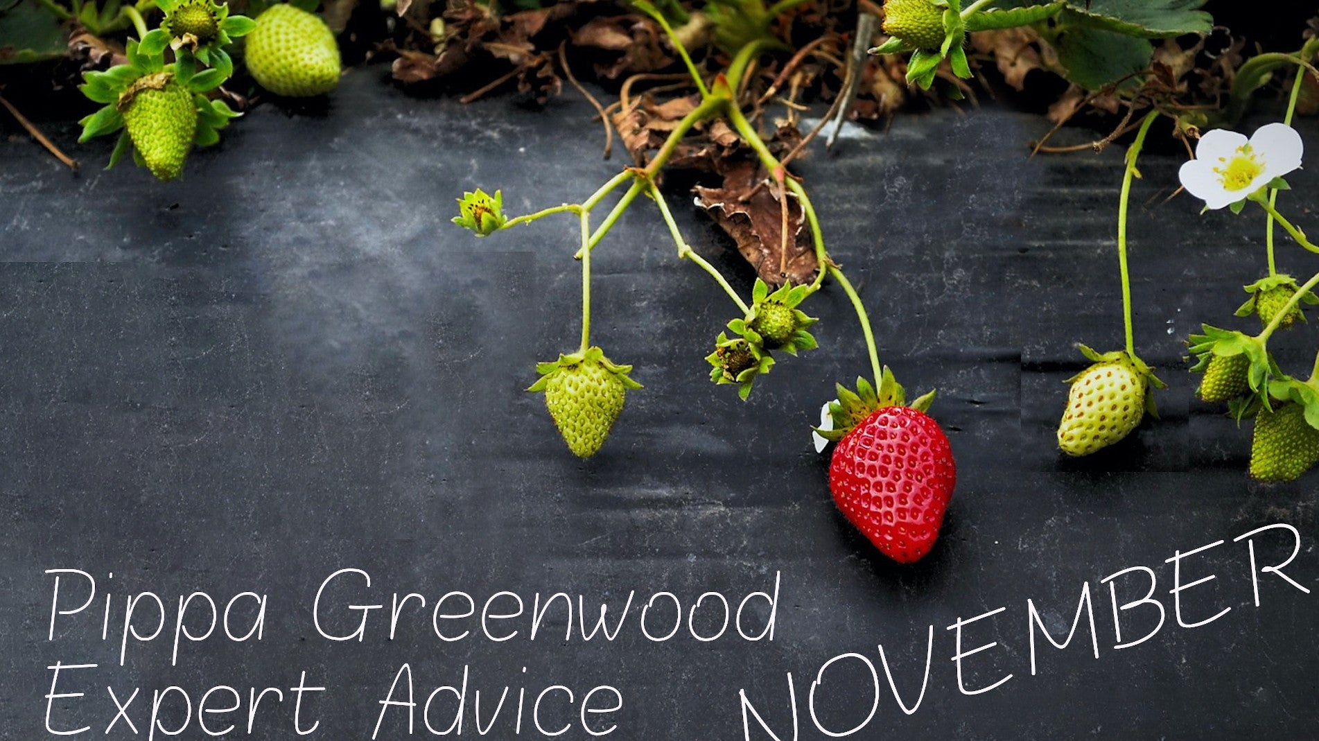 haxnicks- Pippa Greenwood gardening tips for November- what to plant in November