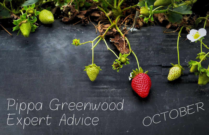 haxnicks gardening tips for October- Pippa Greenwood expert advice - what to do in the garden in October