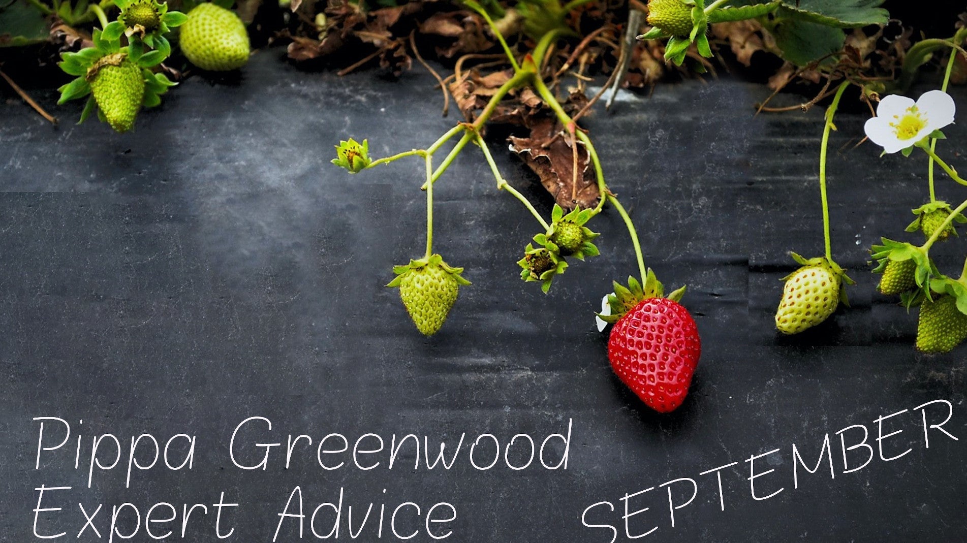 haxnicks- Pippa Greenwood gardening advice- gardening tips for September- expert advice for gardening