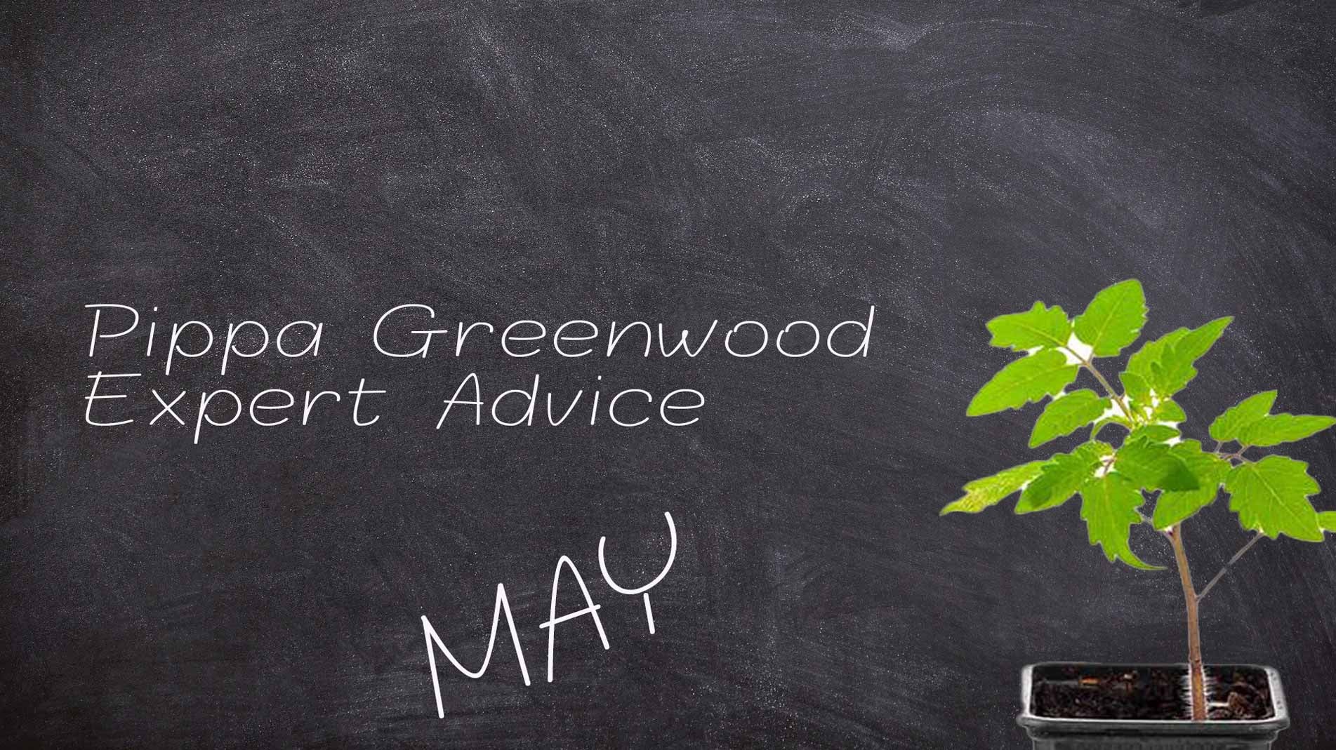 Pippa Greenwood: Haxnicks Tomato Growing tips for May