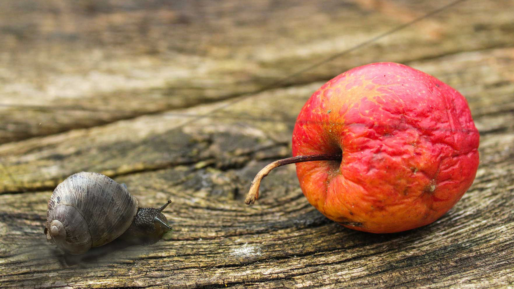 Pippa Greenwood: Gardening Tips for November