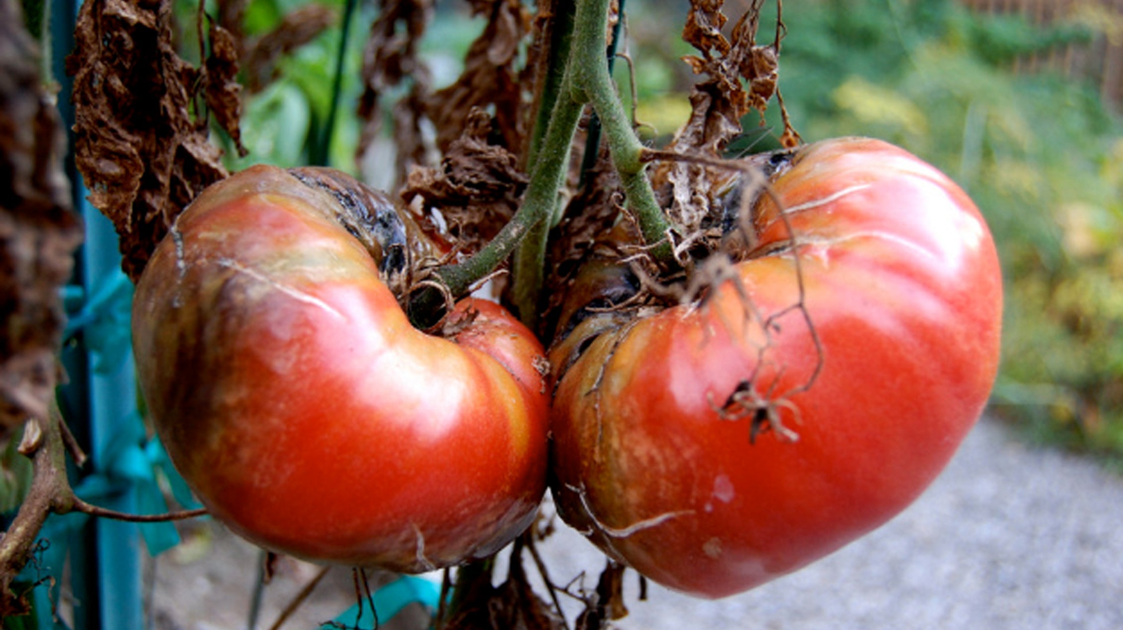 Tomato Blight & how to tell if Sweetcorn is ripe - September gardening tips from Pippa Greenwood