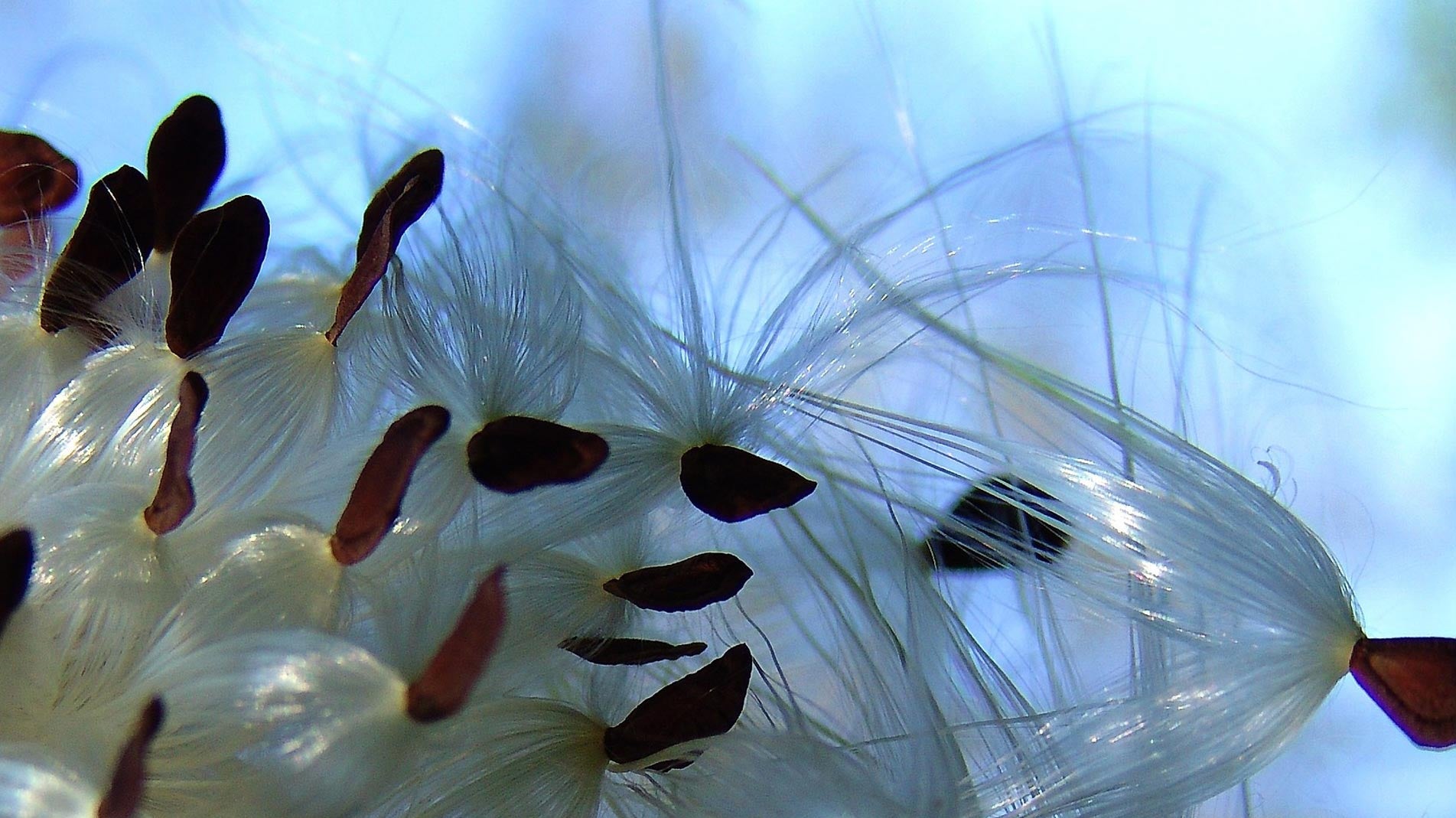 Planting seeds in Autumn - what you can plant from October onward.