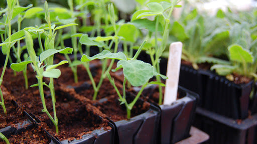 Haxnicks-growing brassicas from seeds- brassica propagation seedlings in Rootrainers