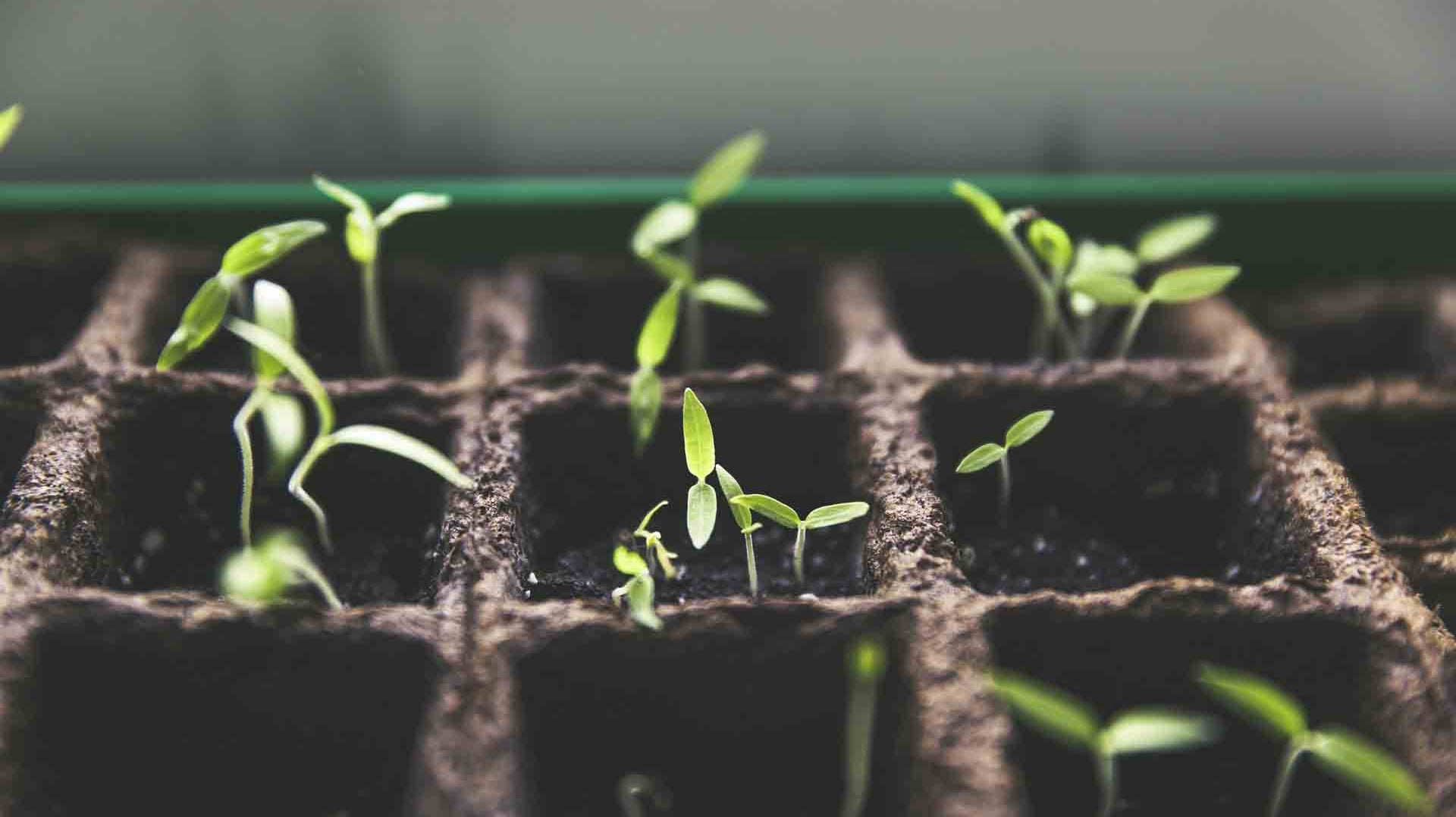 5 common Tomato Growing Mistakes (and how to avoid them!)