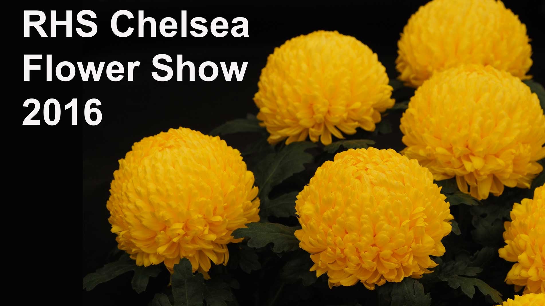 Haxnicks expert gardeners RHS Chelsea Flower Show 2016