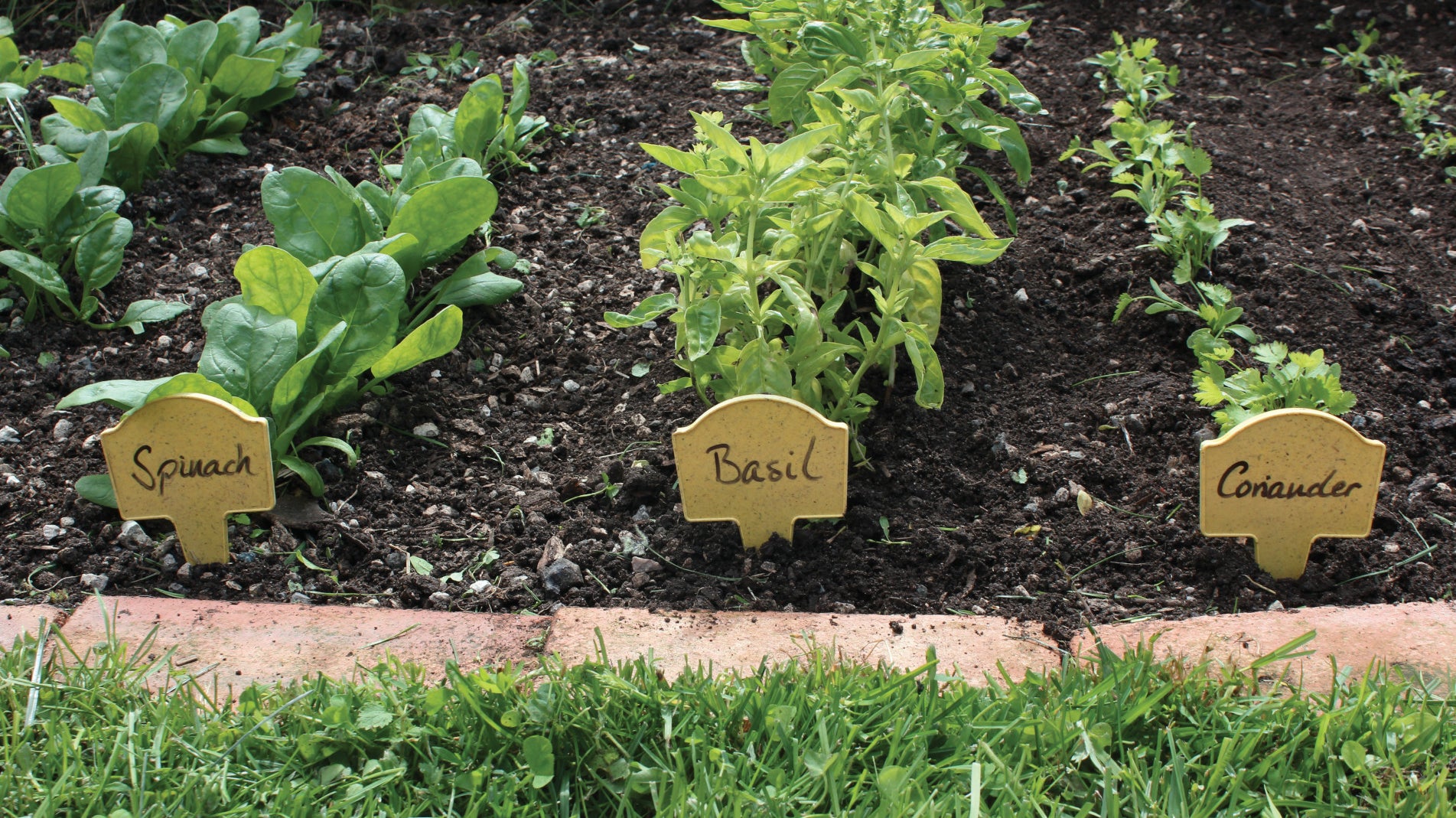 haxnicks bamboo plant markers- plant name cards- bamboo gardening- sustainable gardening- compostable gardening equipment