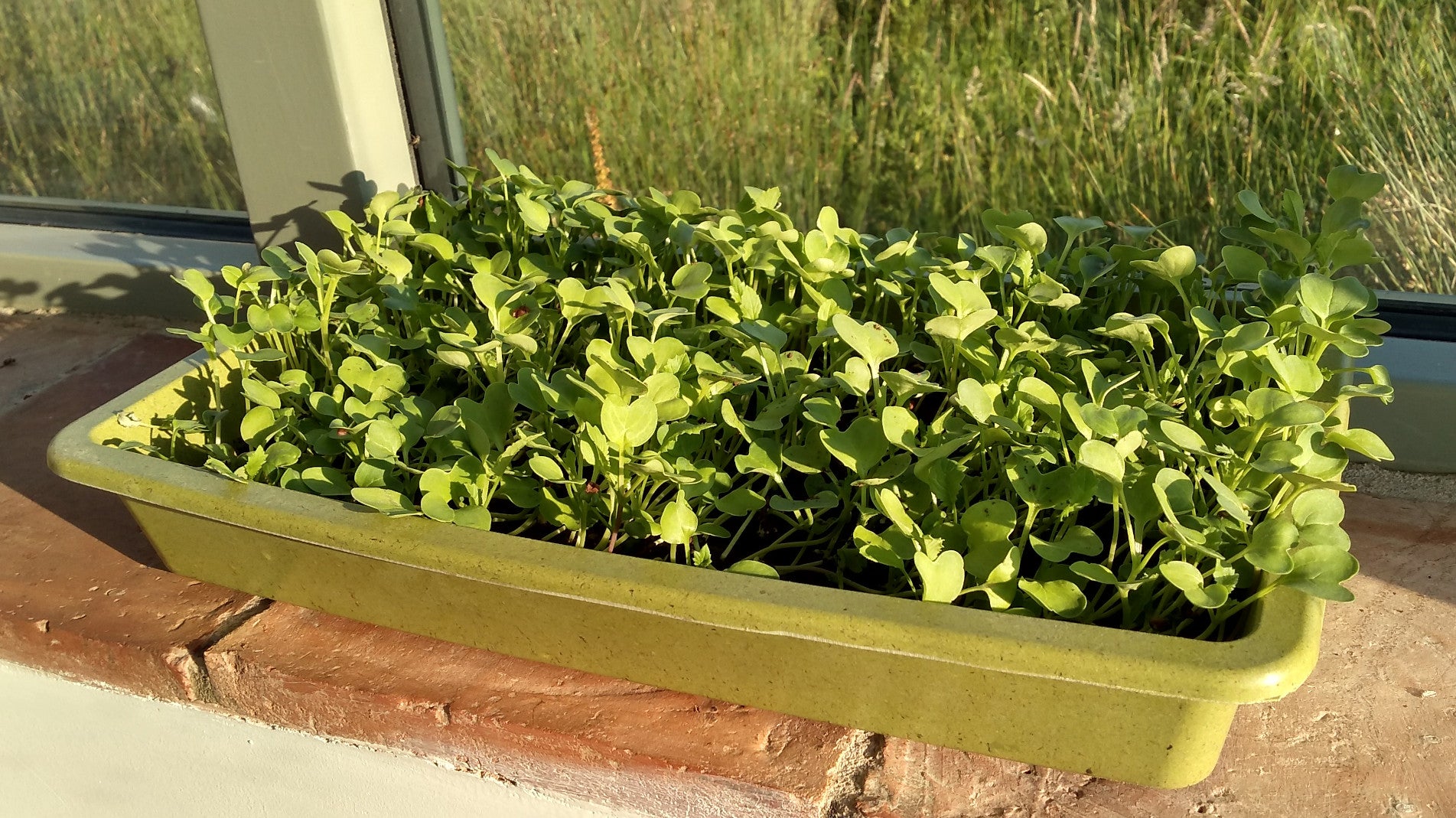 haxnicks- bamboo seed tray- sustainable seed tray- sustainable gardening- compostable seed tray/planter- eco friendly