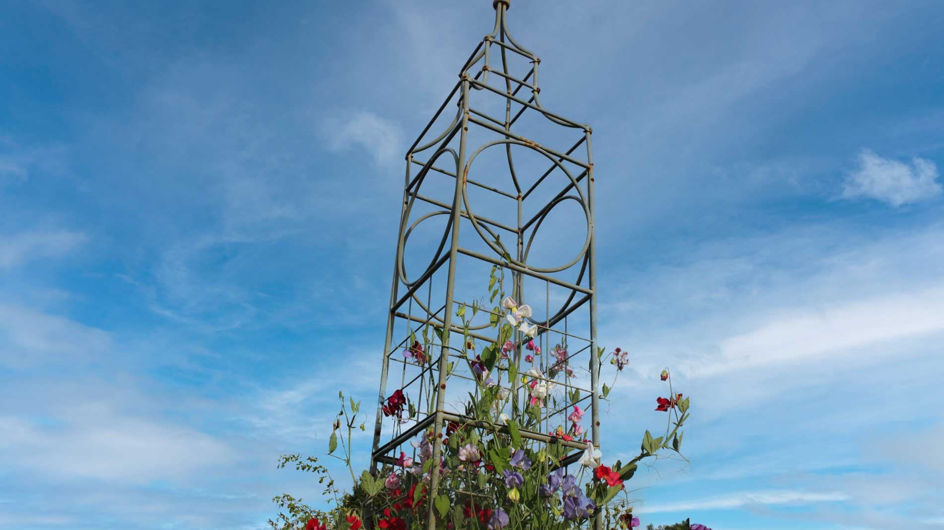 Haxnicks Big Ben plant frame plant support for beans, peas, sweet peas and climbing plants