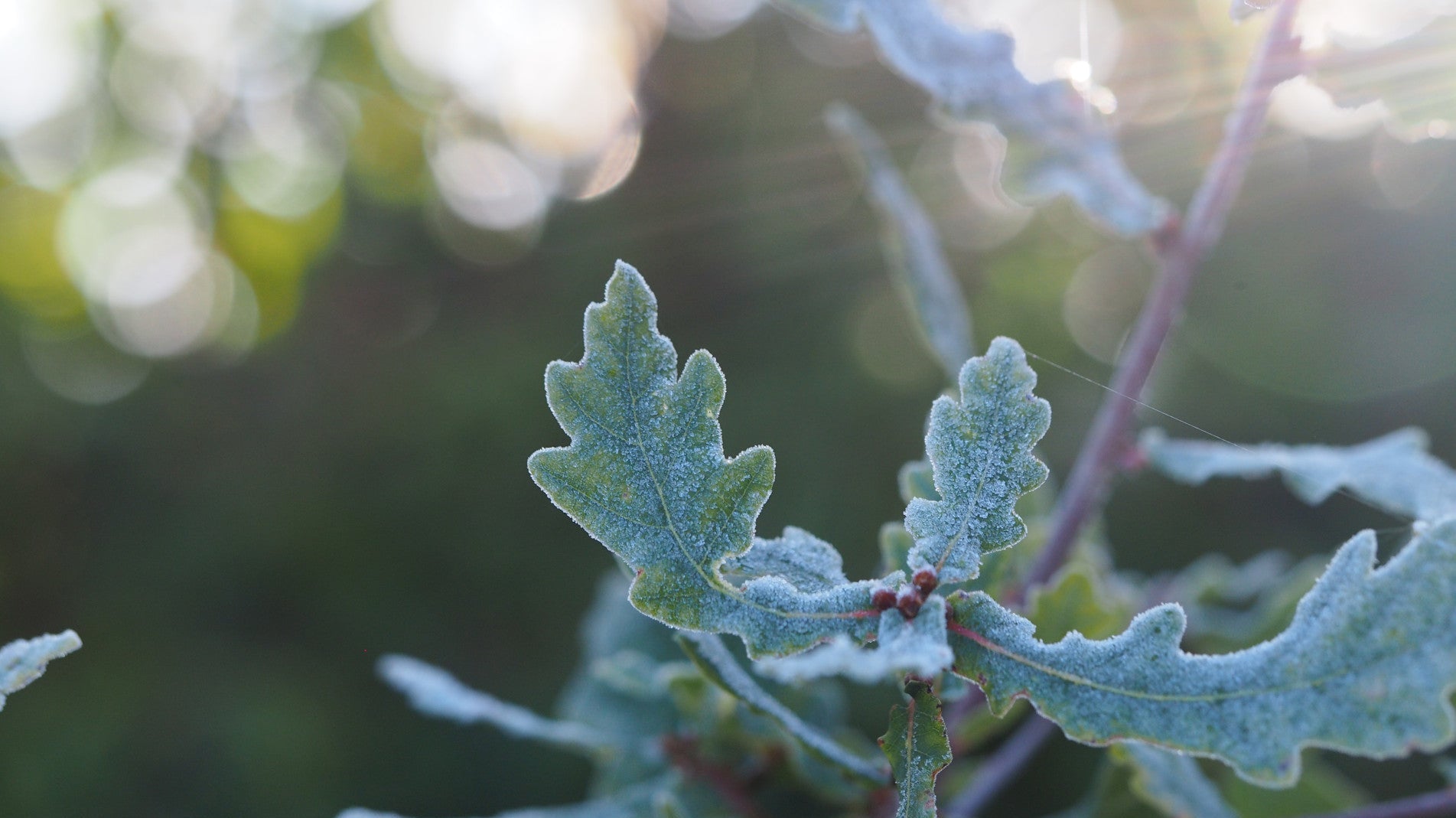 haxnicks green fern fleeces- plant winter protection- non obtrusive plant protection- plant warmer