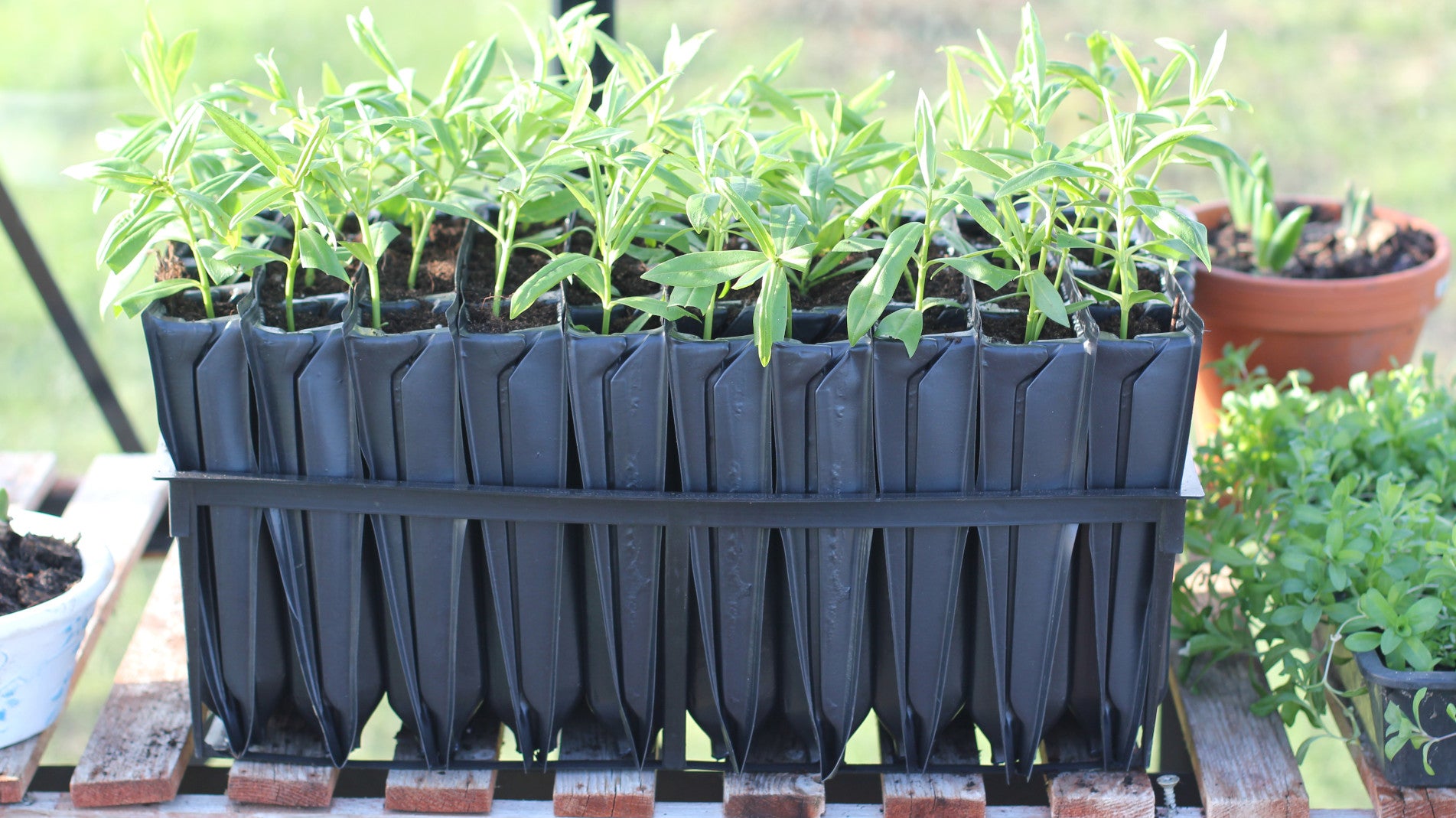 Haxnicks- maxi Rootrainers- easy tree planting- straight roots