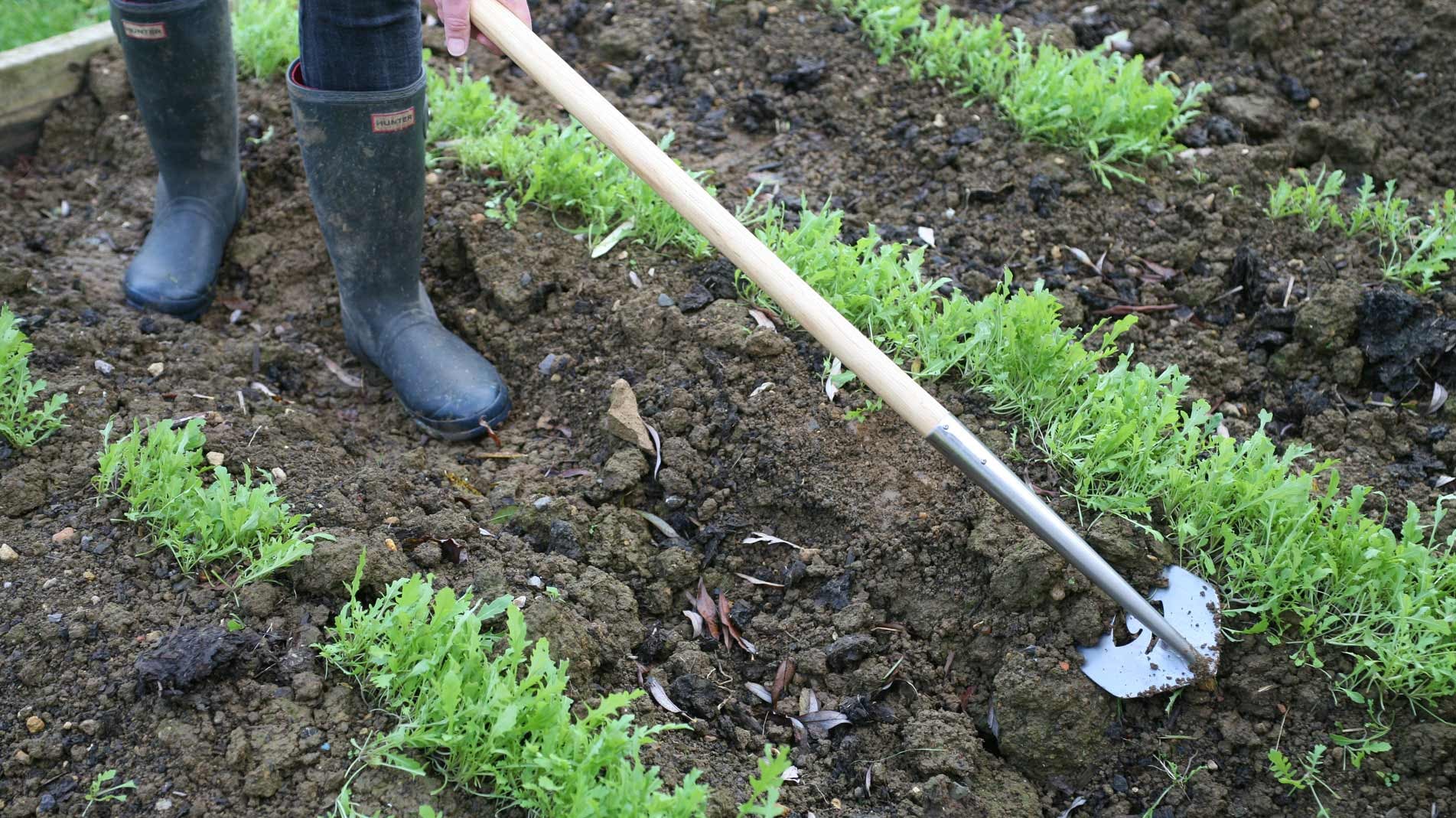SpeedHoe the best way to weed veg plots allotments and gardens