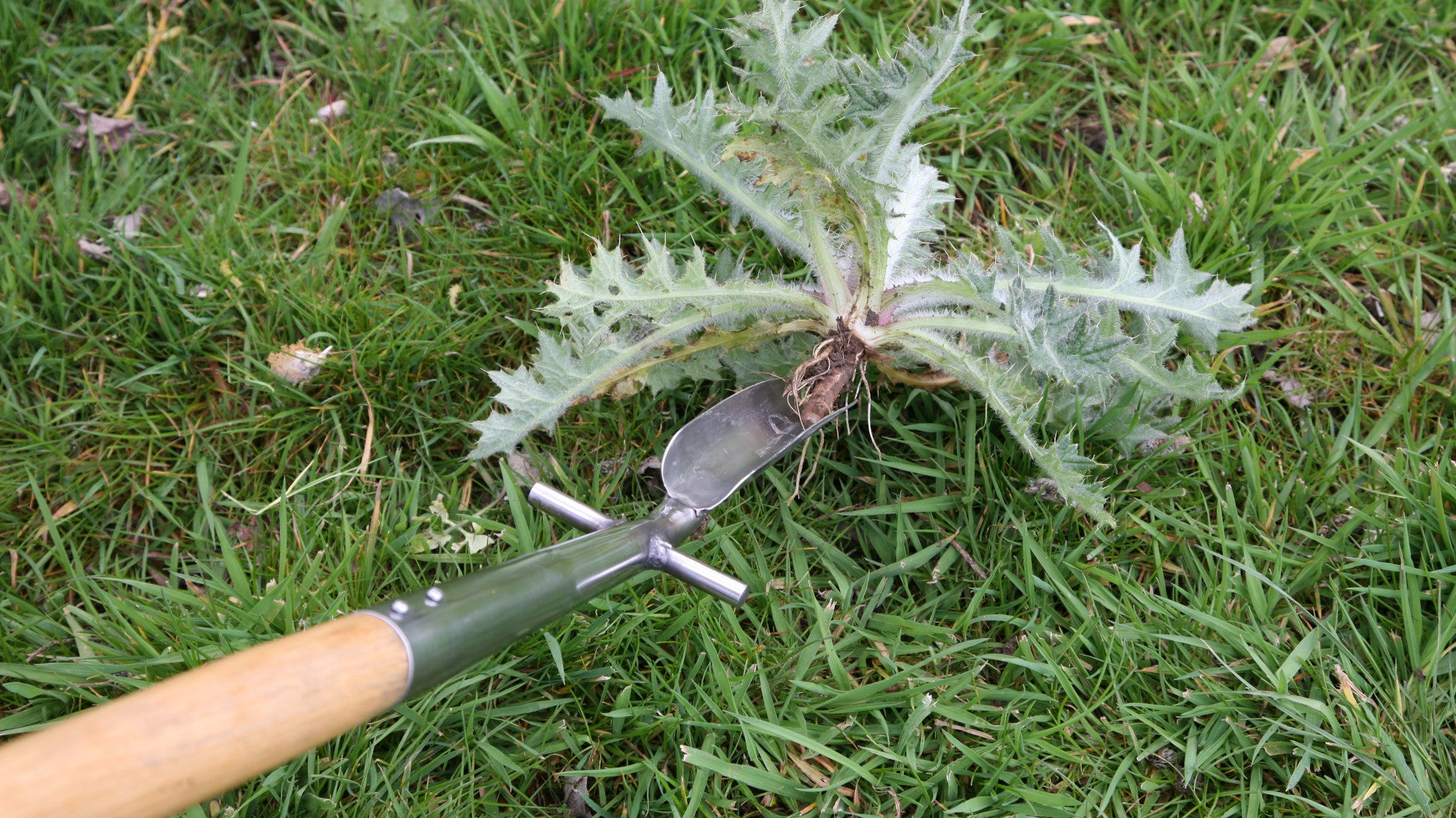 Haxnicks-speedweed- how to weed plants-easy plant weeding- manual plant weeder- fast weeding