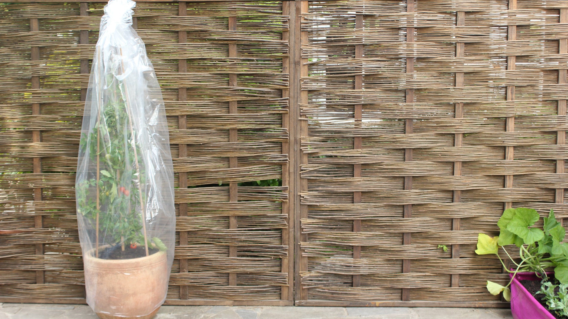 Haxnicks tomato tubes - frost protection to grow better tomatoes