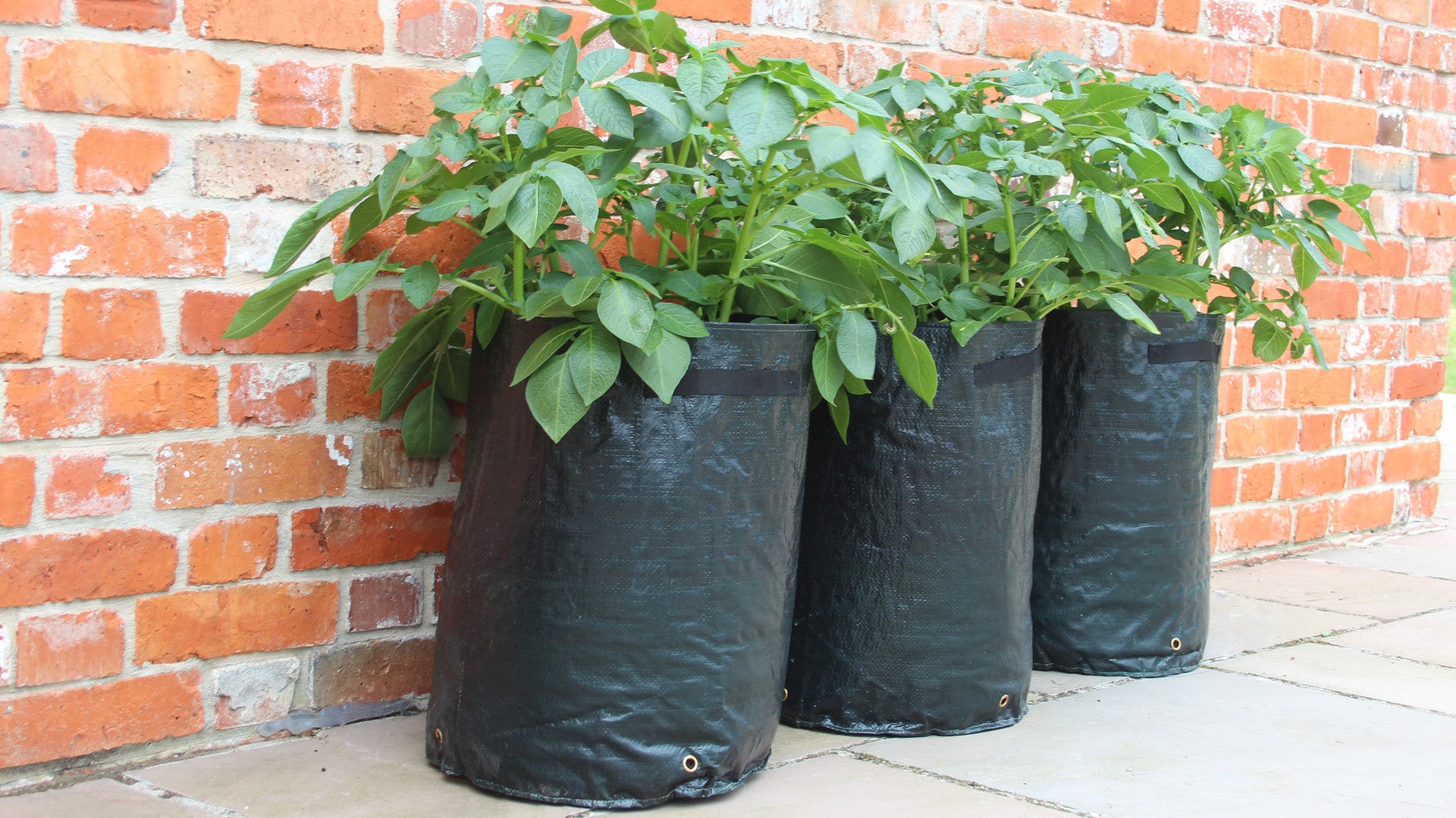 haxnicks potato planters- how to grow potatoes- patio planter- urban/city gardening