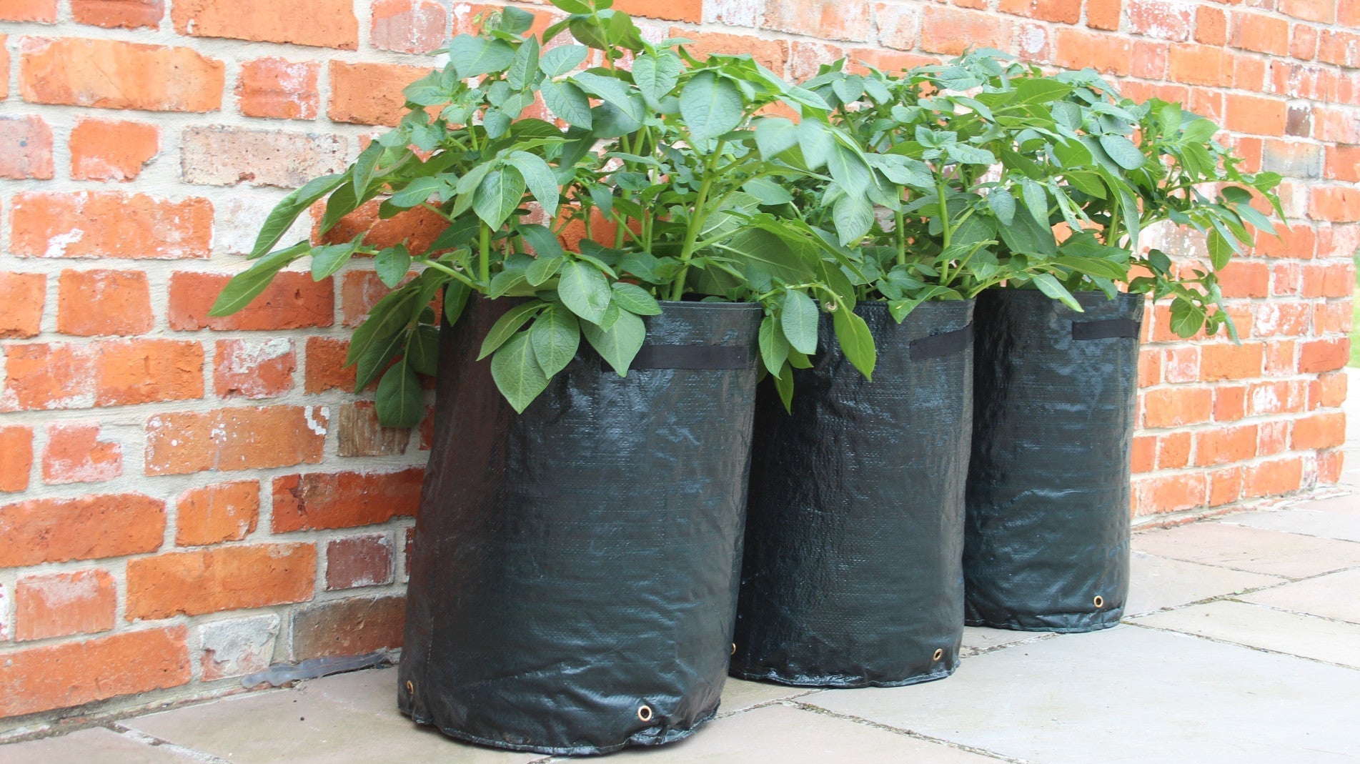 haxnicks potato planters- how to grow potatoes- patio planter- urban/city gardening