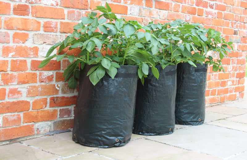 haxnicks potato planters- how to grow potatoes- patio planter- urban/city gardening