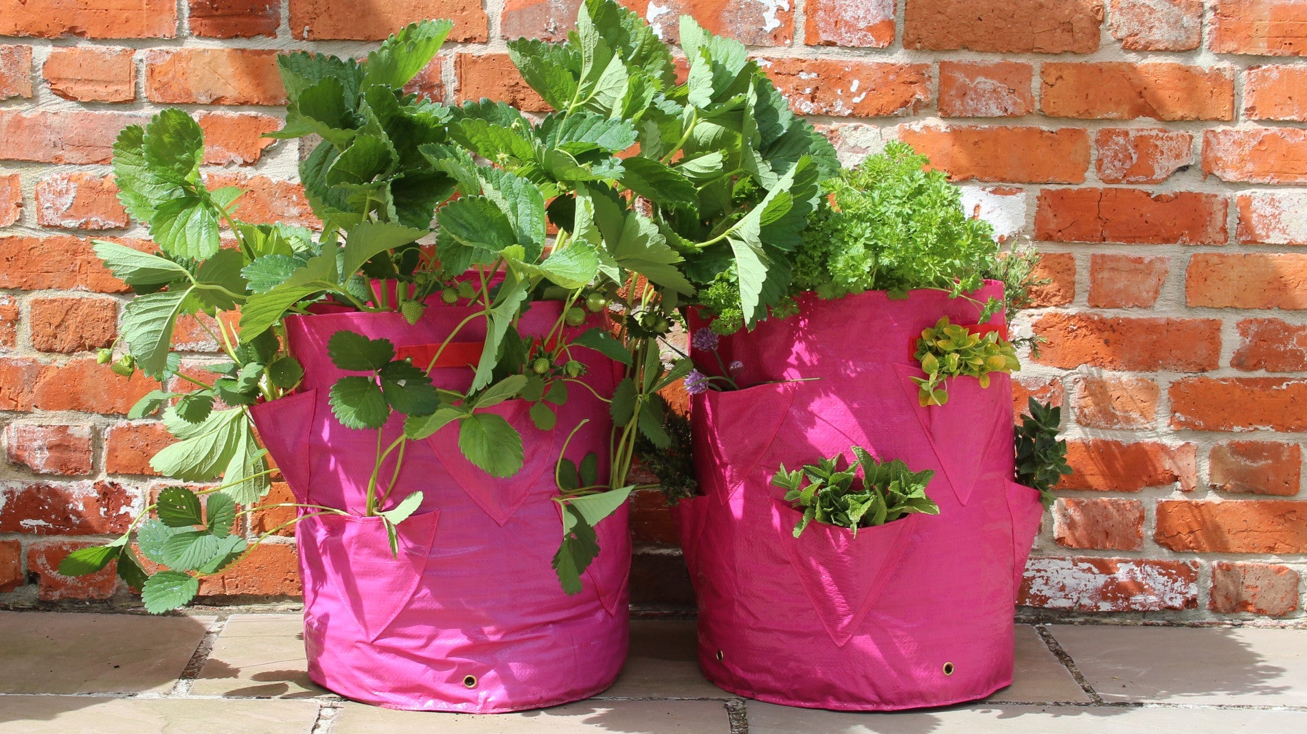 haxnicks strawberry and herb planter- patio planter-urban/city gardening- how to grow strawberries/herbs