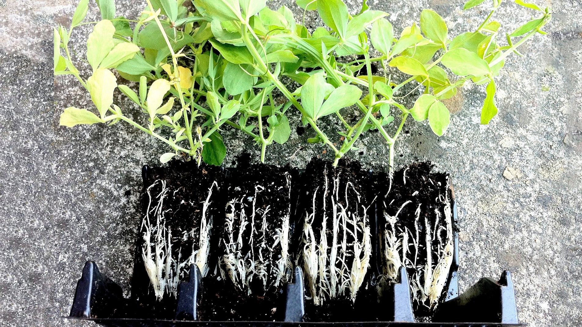 Haxnicks - rapid Rootrainers- compact rapid Rootrainers - how to grow straight roots- seedlings planters