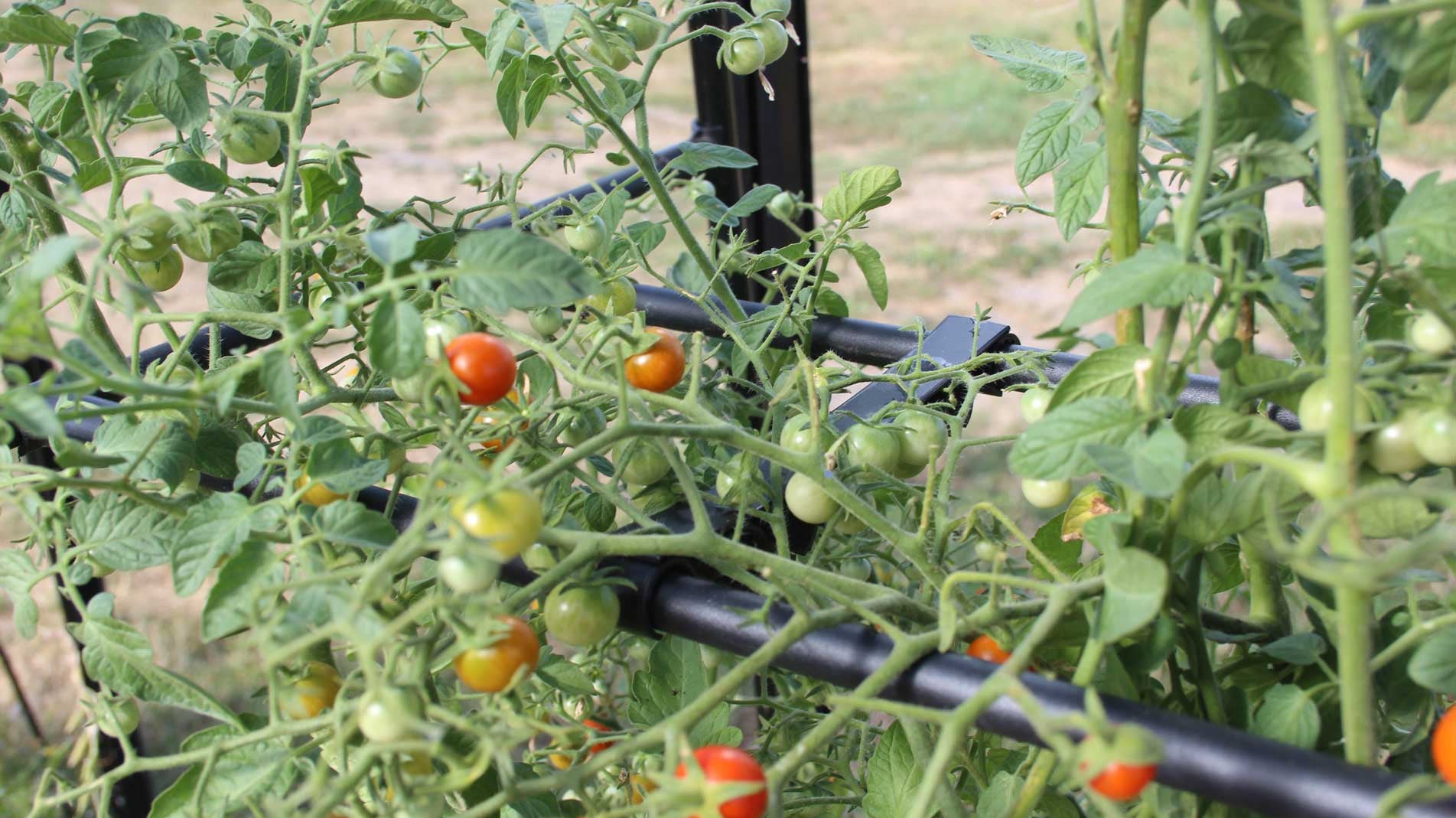 Tomato crop booster - the best way to grow tomatoes and grow bigger better tomatoes