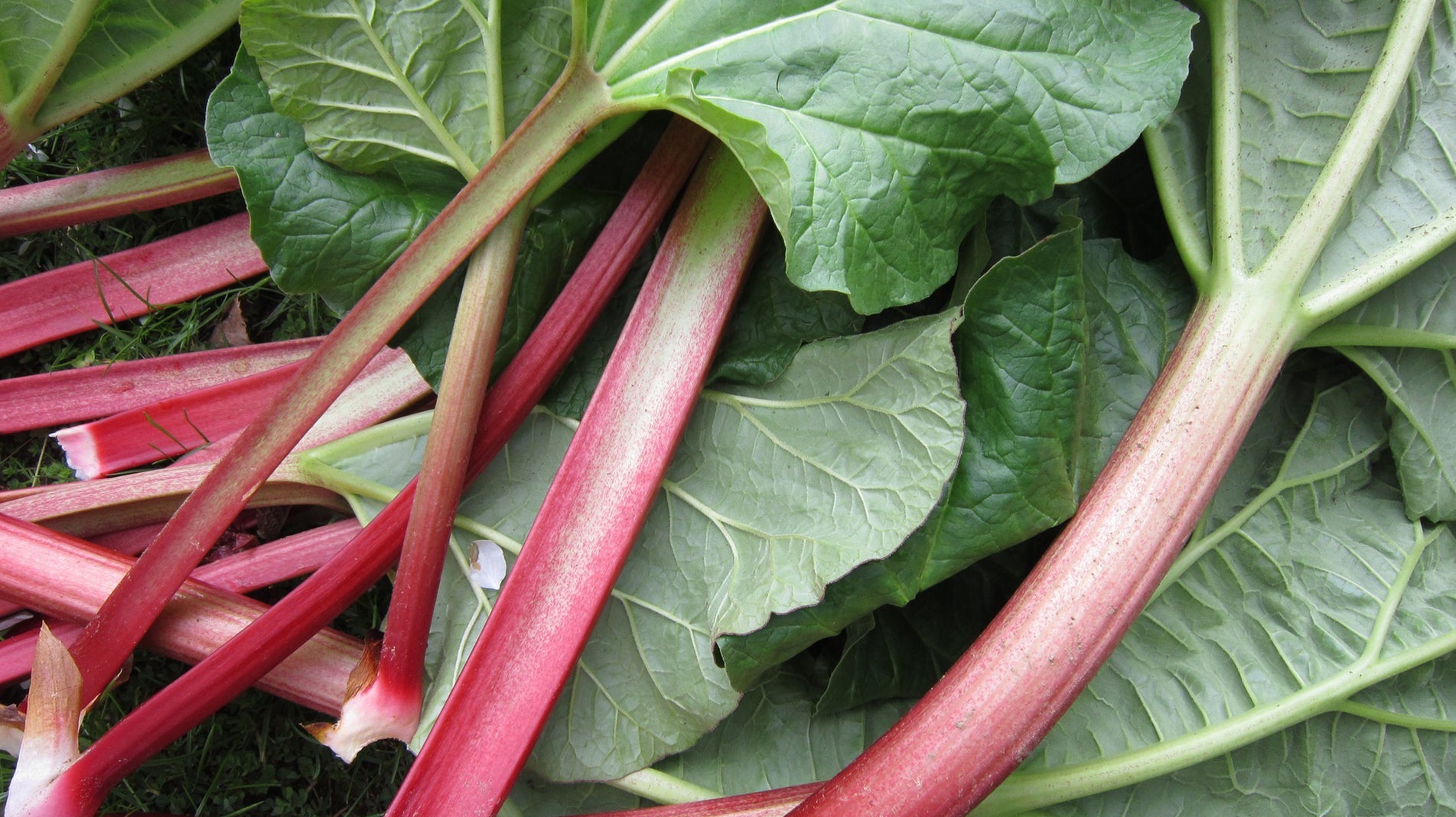 Beginners Guide to Rhubarb - facts and myths!