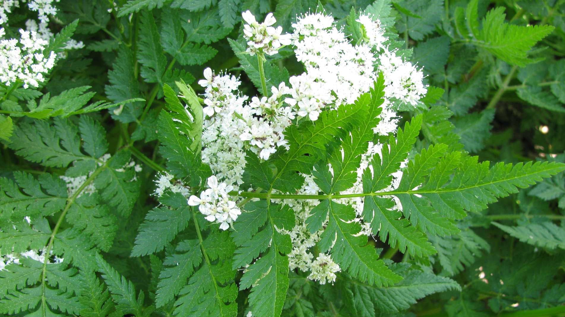 Sweet cicely aniseed flavour herb
