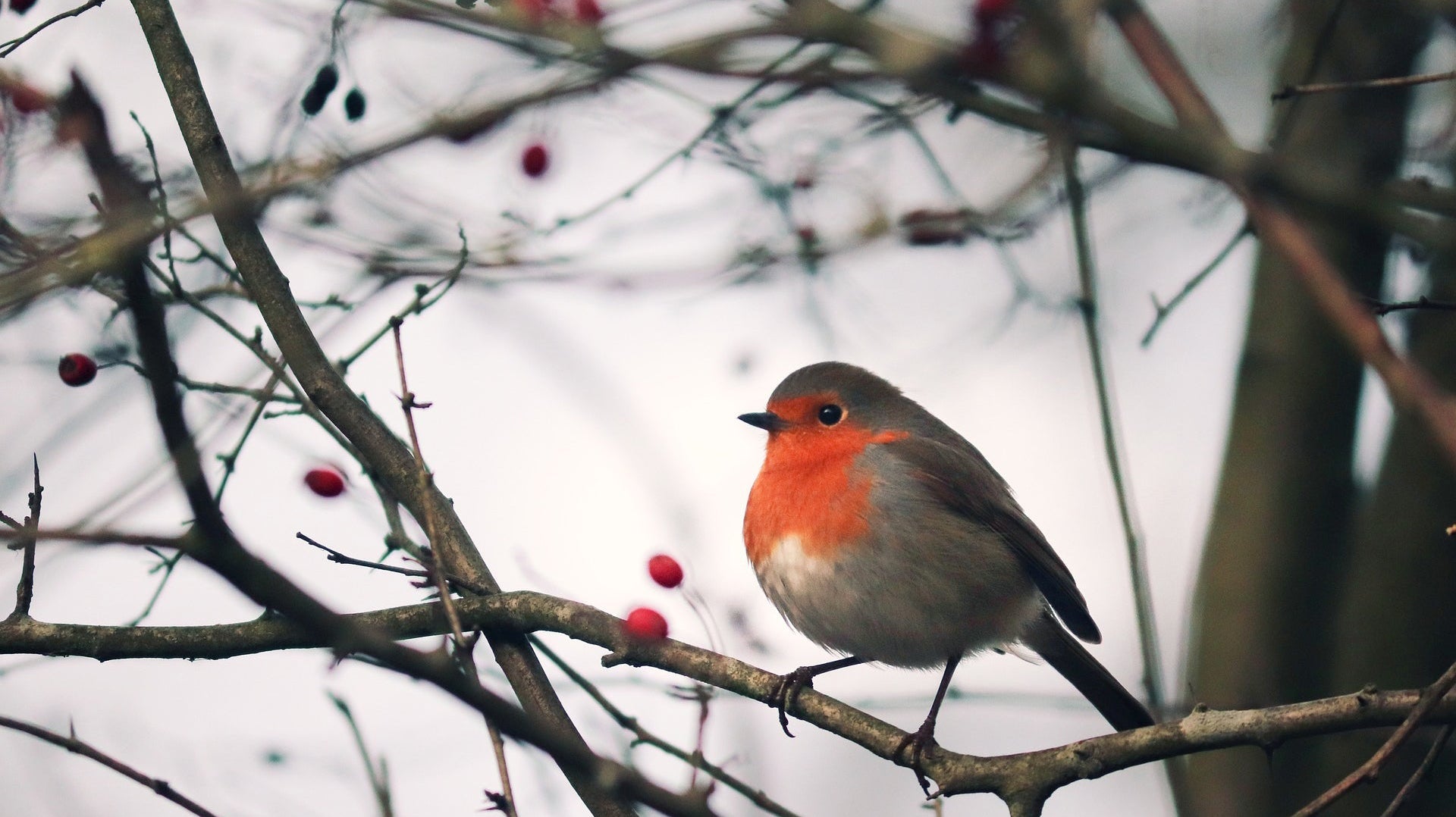 December Garden Checklist: what to do in the garden in December