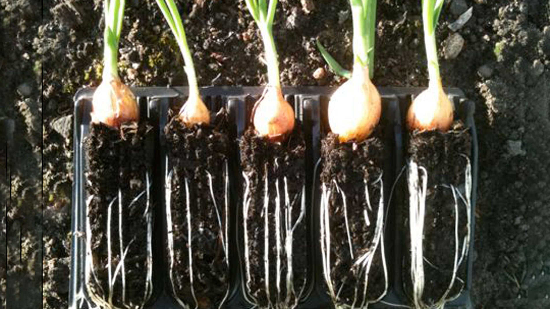 Rootrainers prevent birds pulling out onion sets
