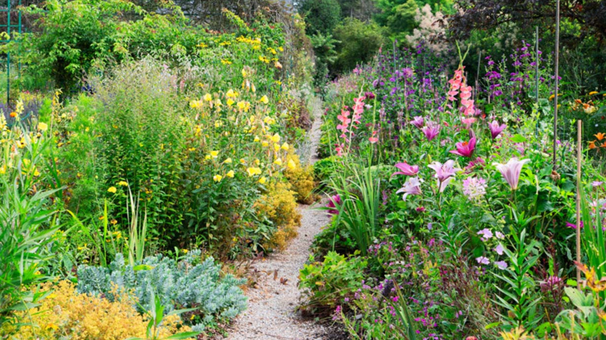 5 Ways to get Free Plants wherever you are