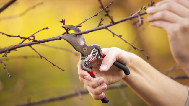 The essential Guide to Winter Pruning for Trees