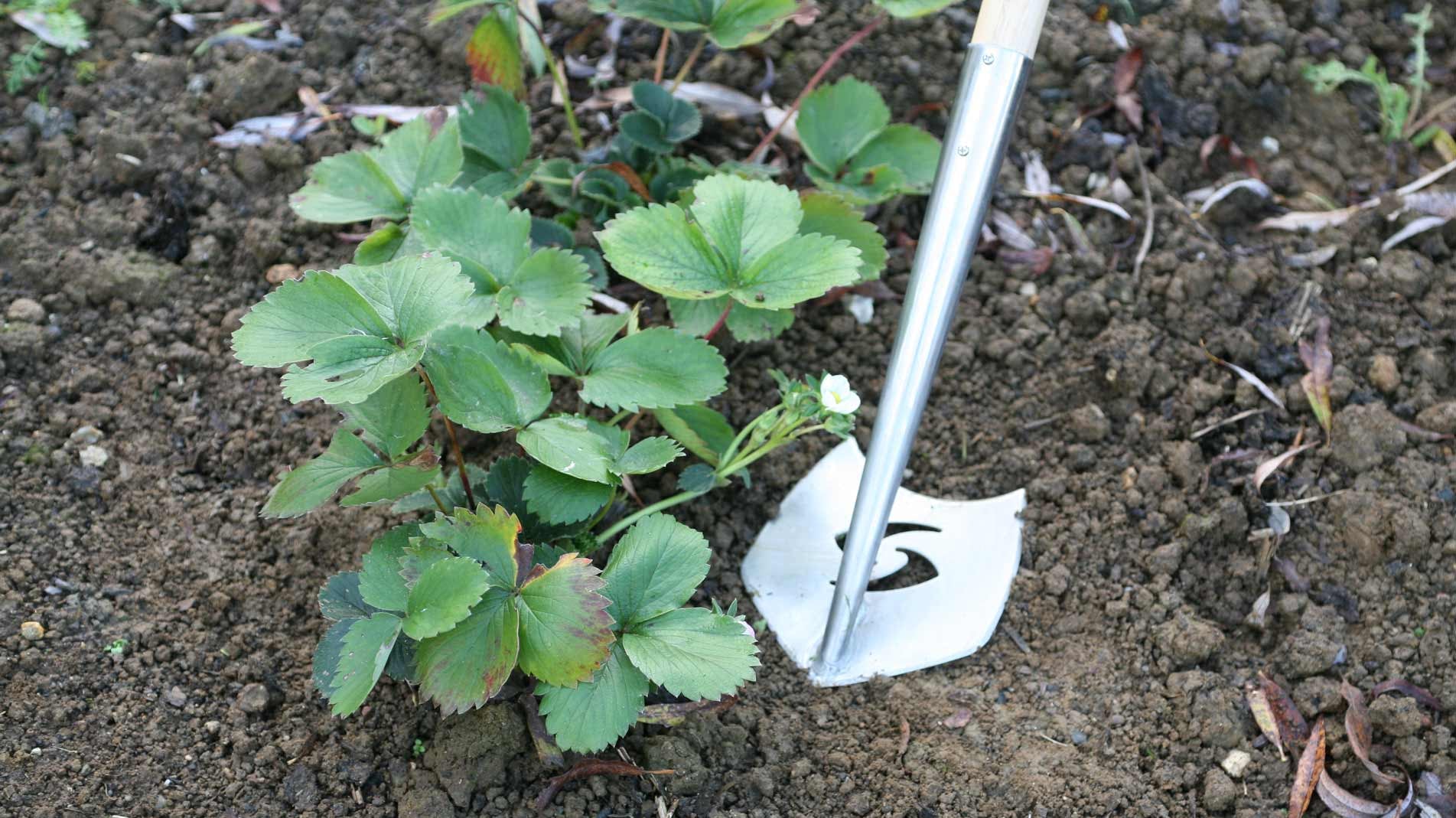 Haxnicks SpeedHoe - tops poll as best hoe on the market