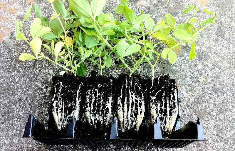 Haxnicks Rootrainers with sweet peas showing healthy roots
