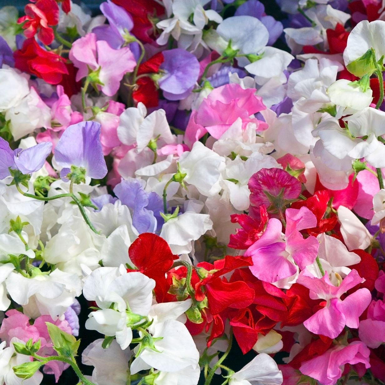 Vase of sweet peas how to grow sweet peas the best way