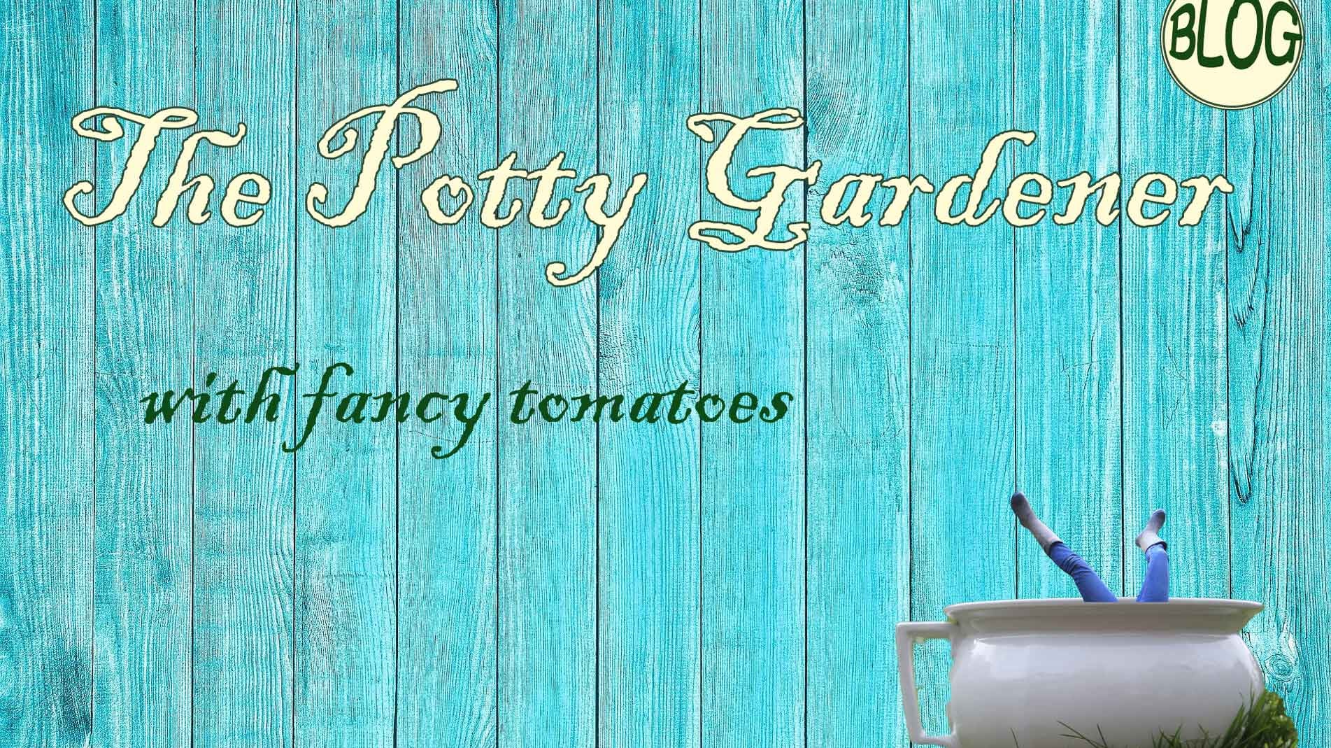 How to grow fancy tomatoes The potty Gardener
