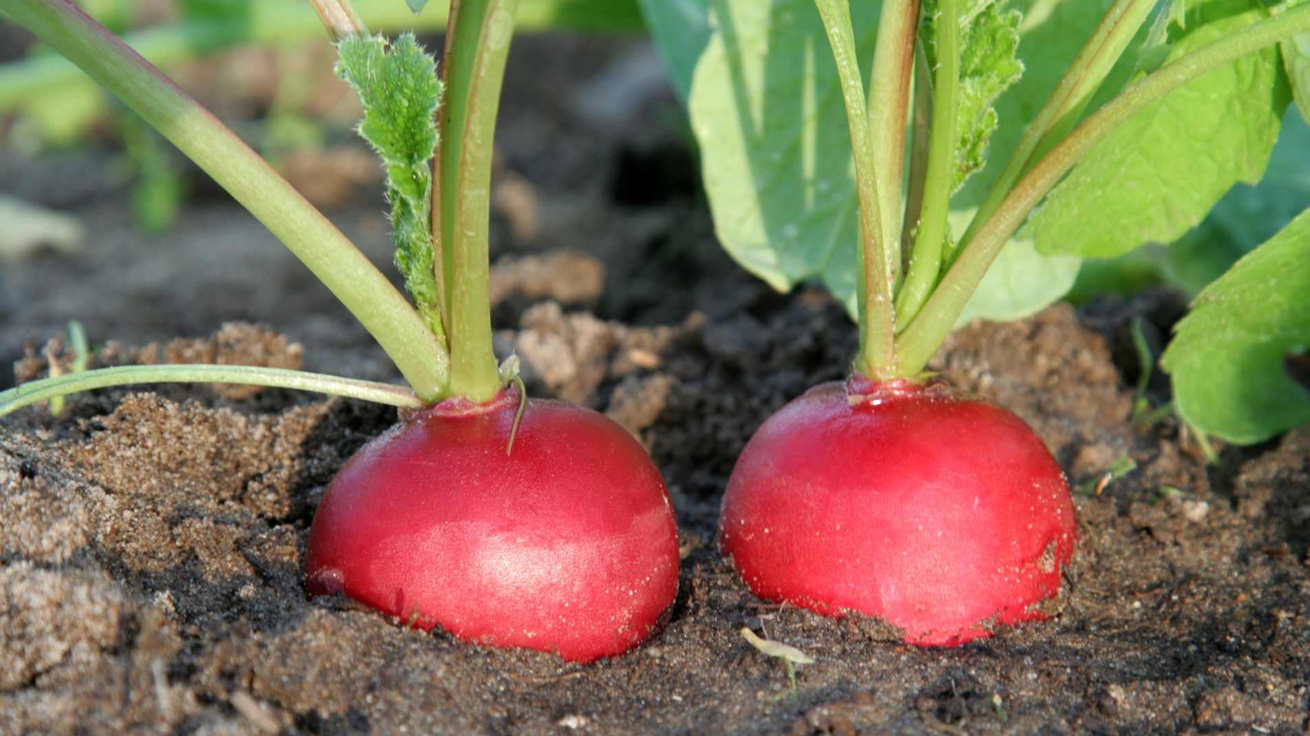 The best way to Grow Radishes