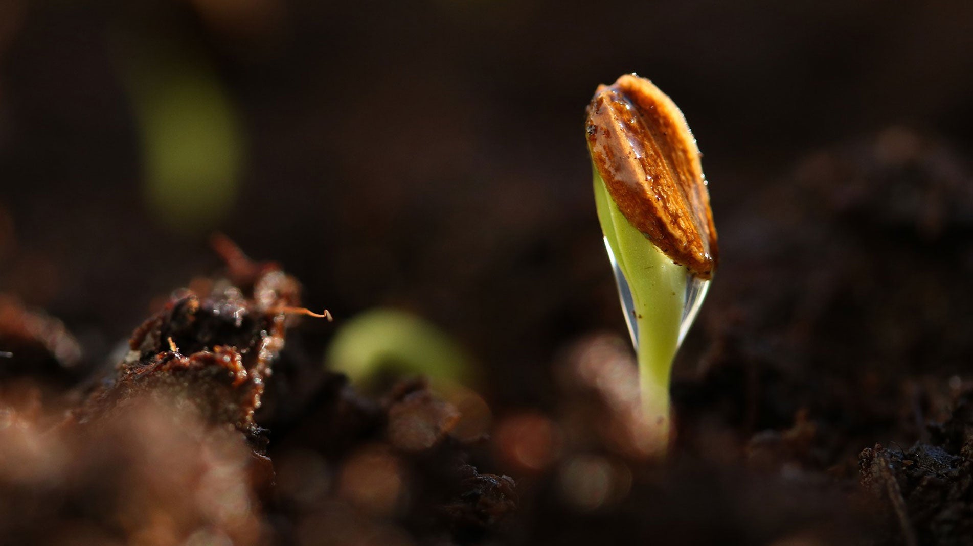 Haxnicks gardening tips growing veg seed germination