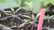 Haxnicks- what gardening to do at the beginning of spring- propagation- seedling planter