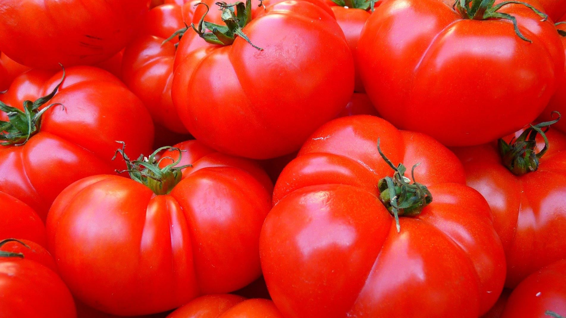 Bigger juicier home grown tomatoes