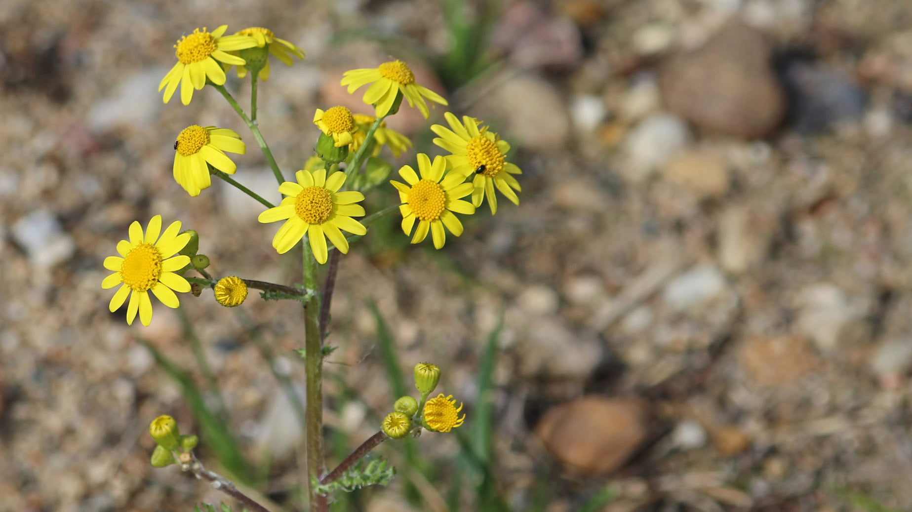 Pippa Greenwood Gardening advice for October