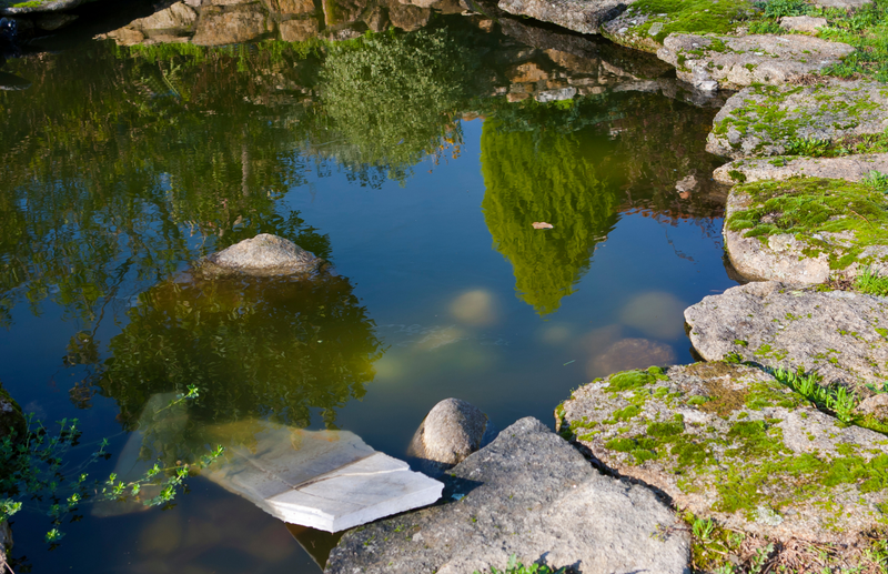 How to make a wildlife pond whatever your garden size