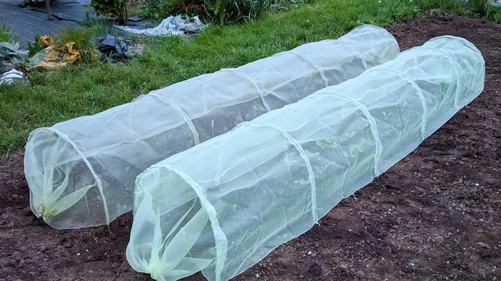 Haxnicks micromesh Easy Tunnels are perfect pest protection for growing brassicas, broccoli, cabbage