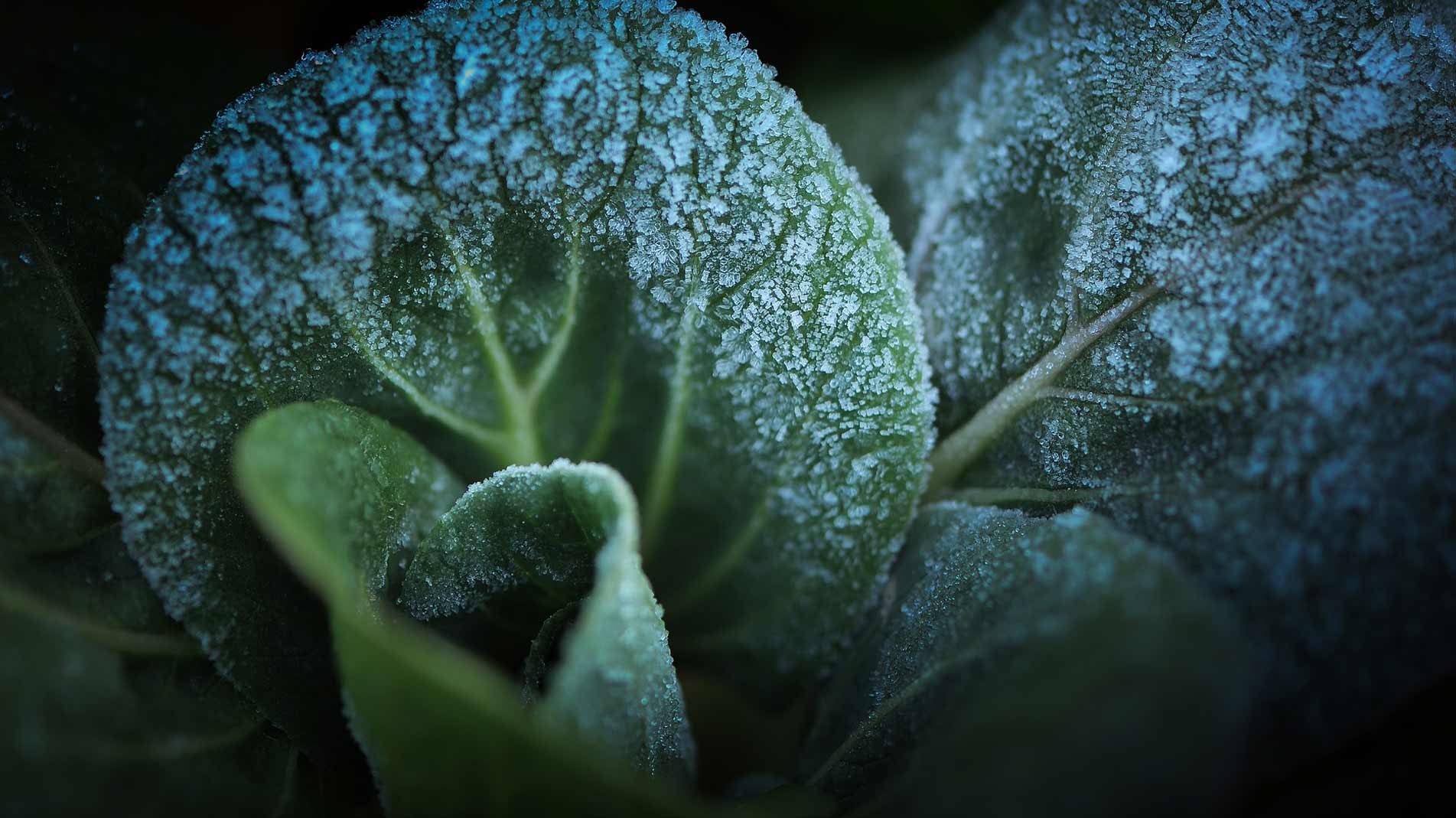 cabbage-with-frost-in-winter-garden