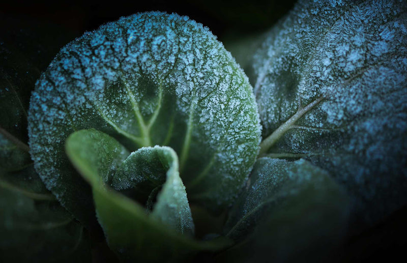 cabbage-with-frost-in-winter-garden