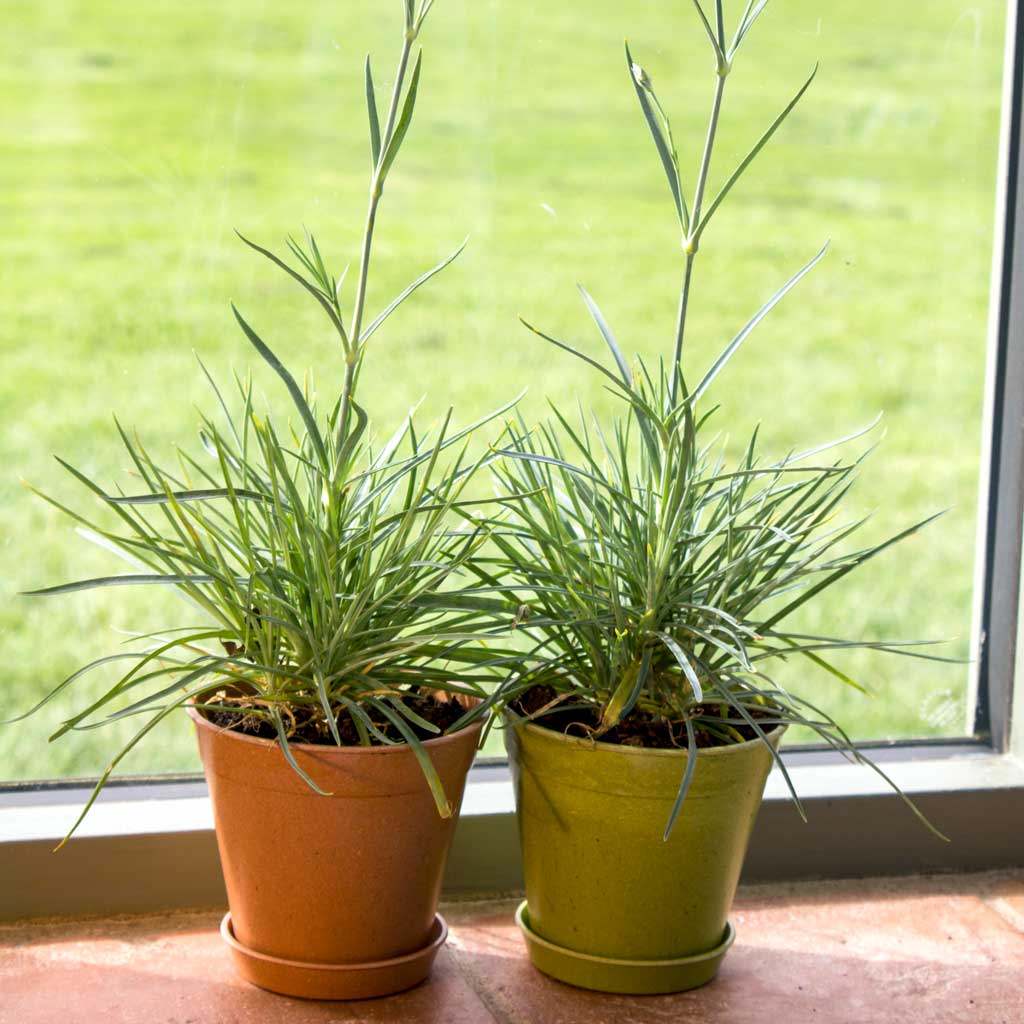 Haxnicks- Bamboo Pot and Saucer 4" (5 pack) - pair both colours pots and saucers