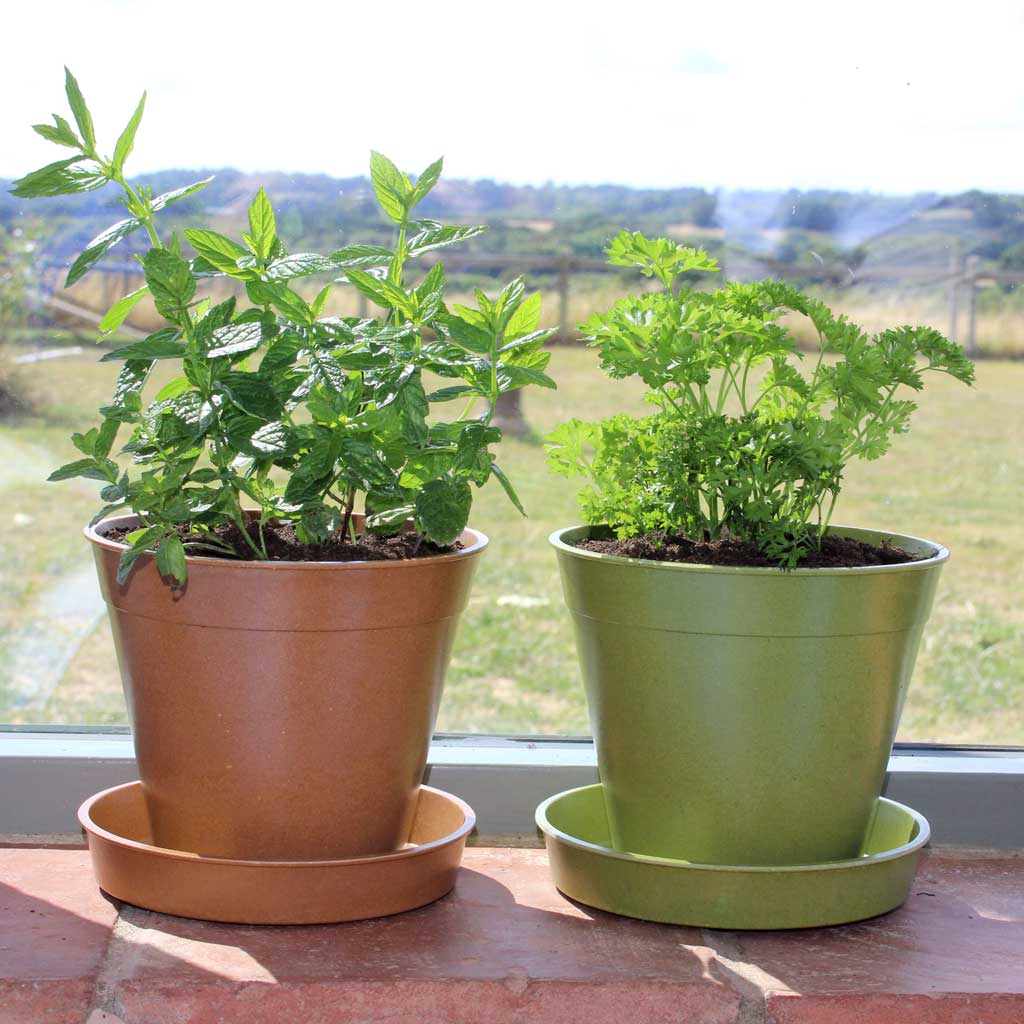 Haxnicks- Bamboo Pot and Saucer 6" (5 pack) - pair both colours pots with saucers