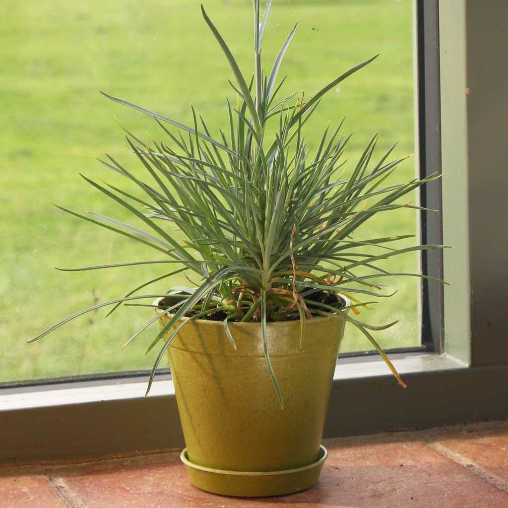 Haxnicks- Bamboo Pot and Saucer 4" (5 pack) - sage green pot and saucer