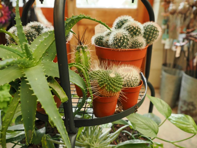Haxnicks Plant Pot stand filled with succulents and cacti